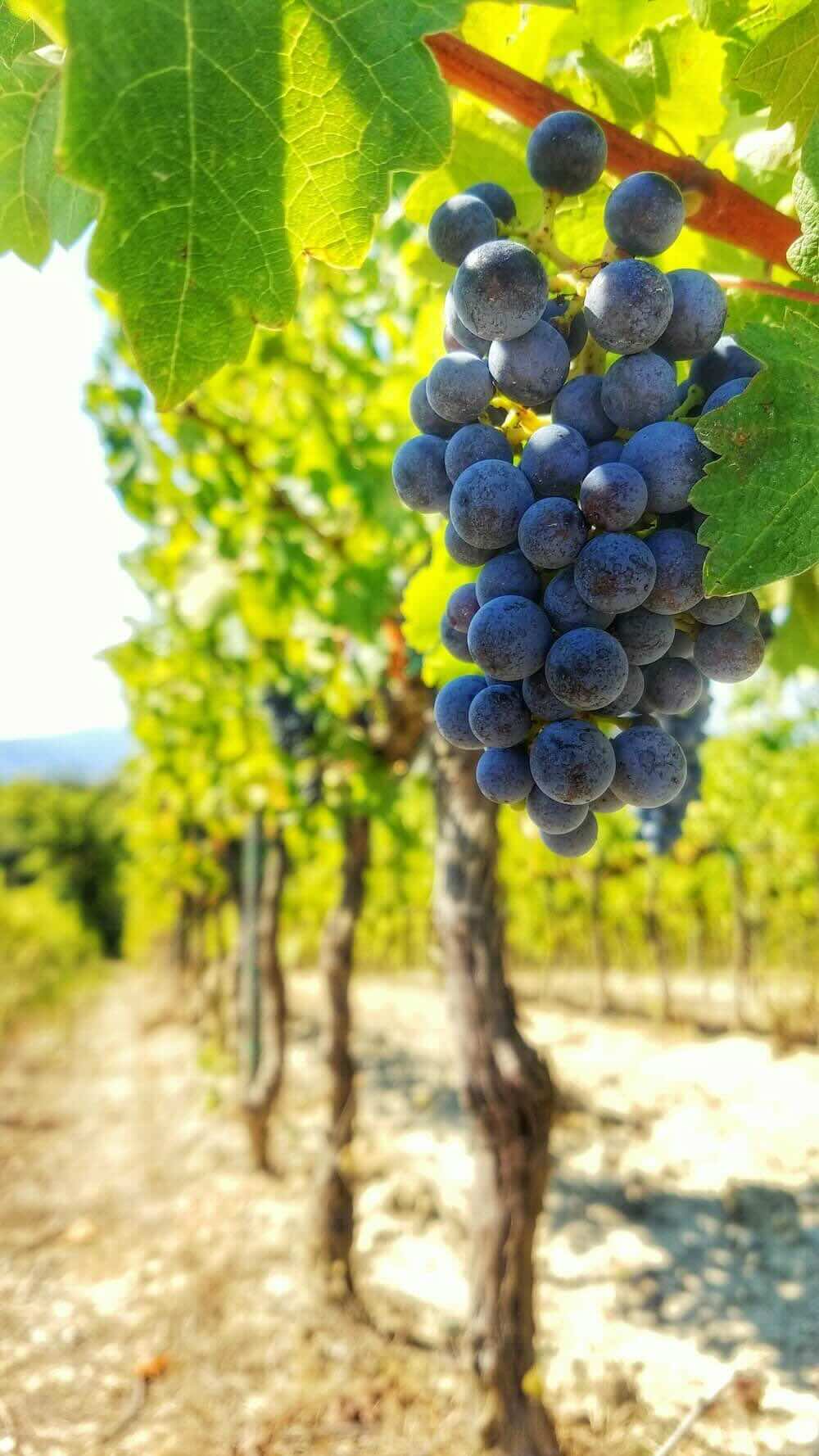 Grape Festival