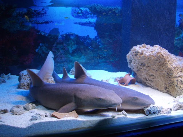 Shark Expo